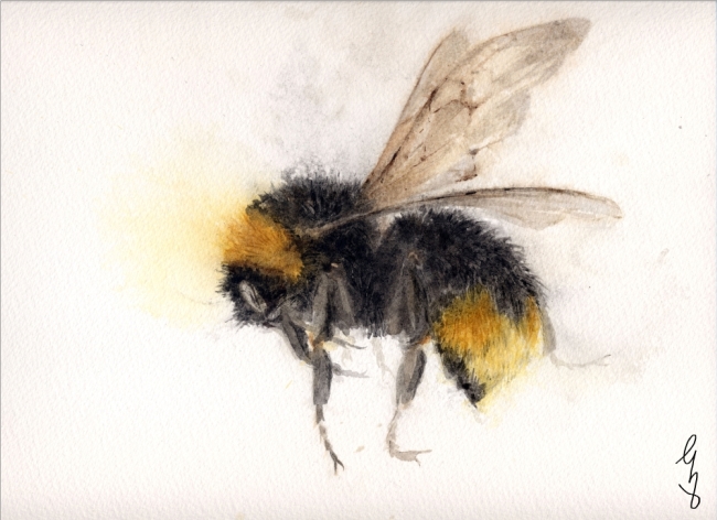 Bee Series 1
