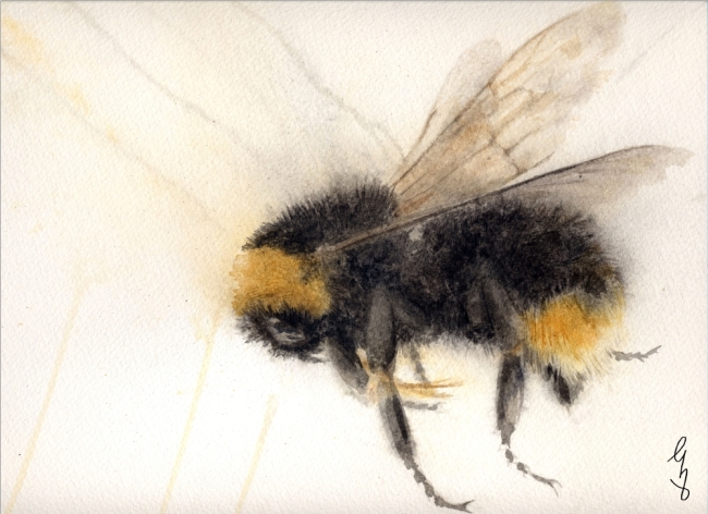 Bee Series 2