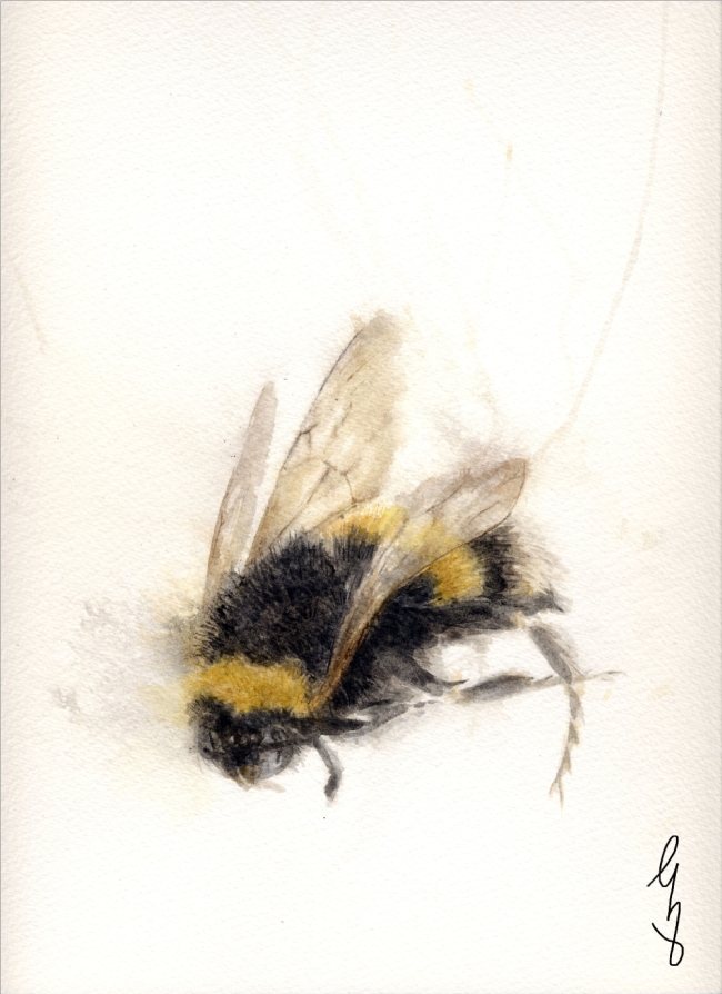 Bee Series 5